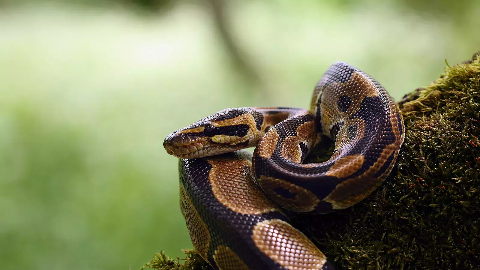 Invasión de serpientes pitón en Florida sería "imposible" de detener, dicen las autoridades