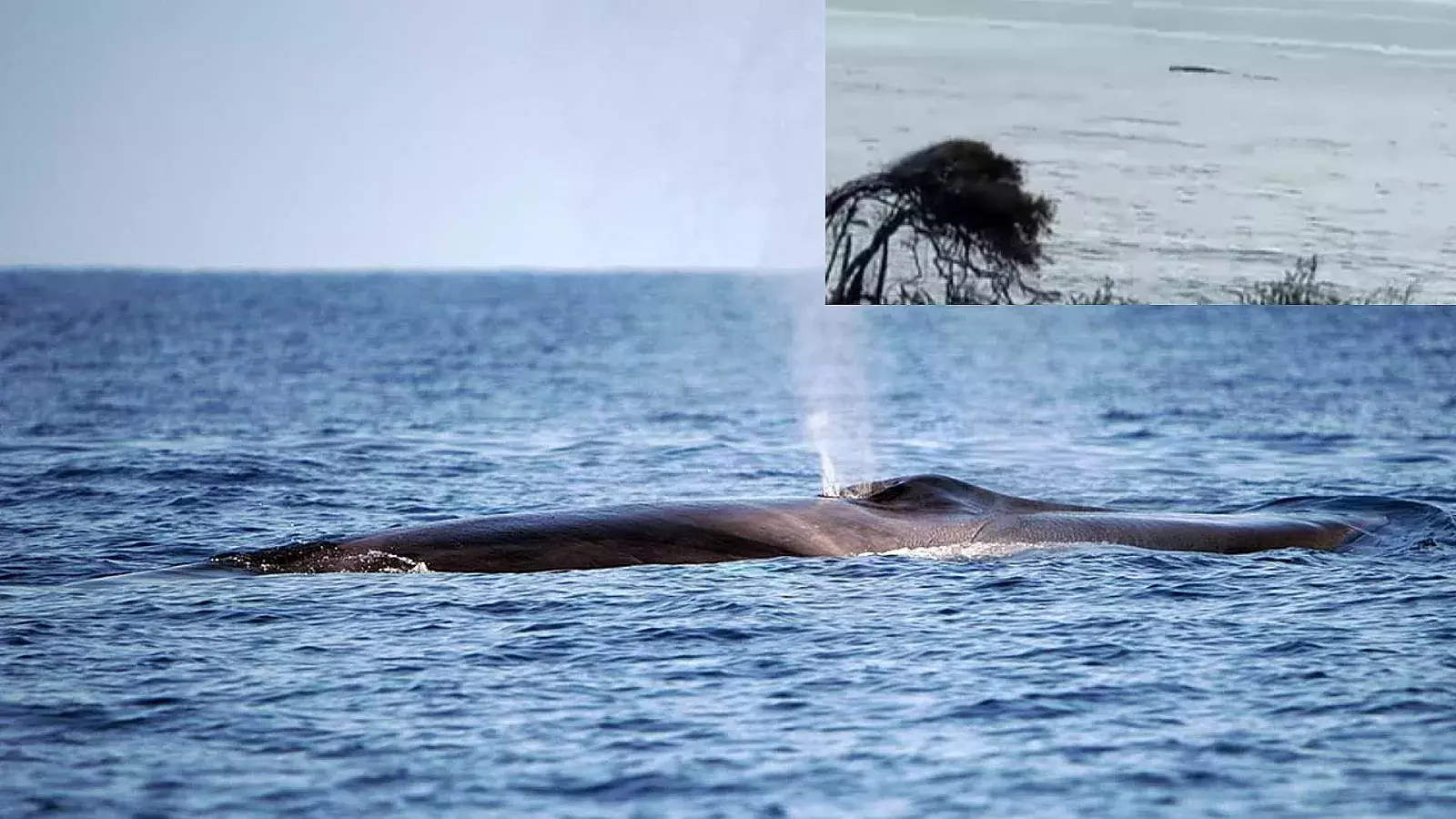 Imagen referencial de una ballena