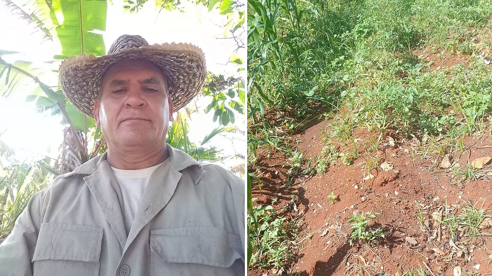 Campesino cubano lamenta la pérdida de su cosecha por falta de insumos para mantenerla