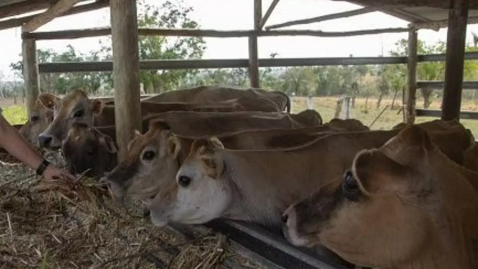 Vacas en Cuba