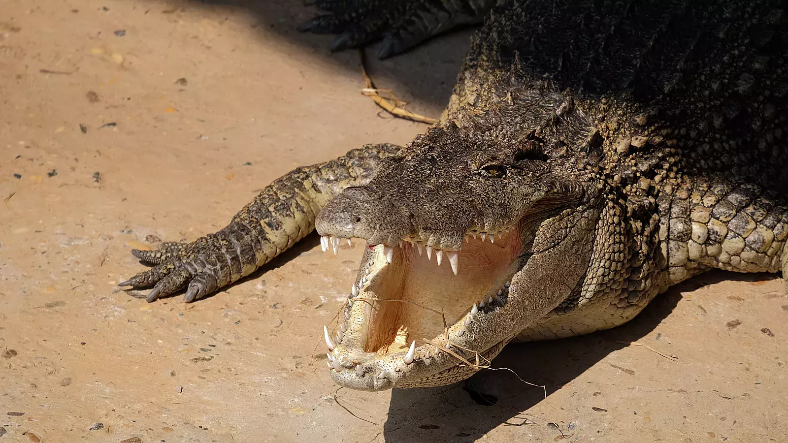 Video muestra un caimán de 5 pies vagando por tuberías de agua en Florida