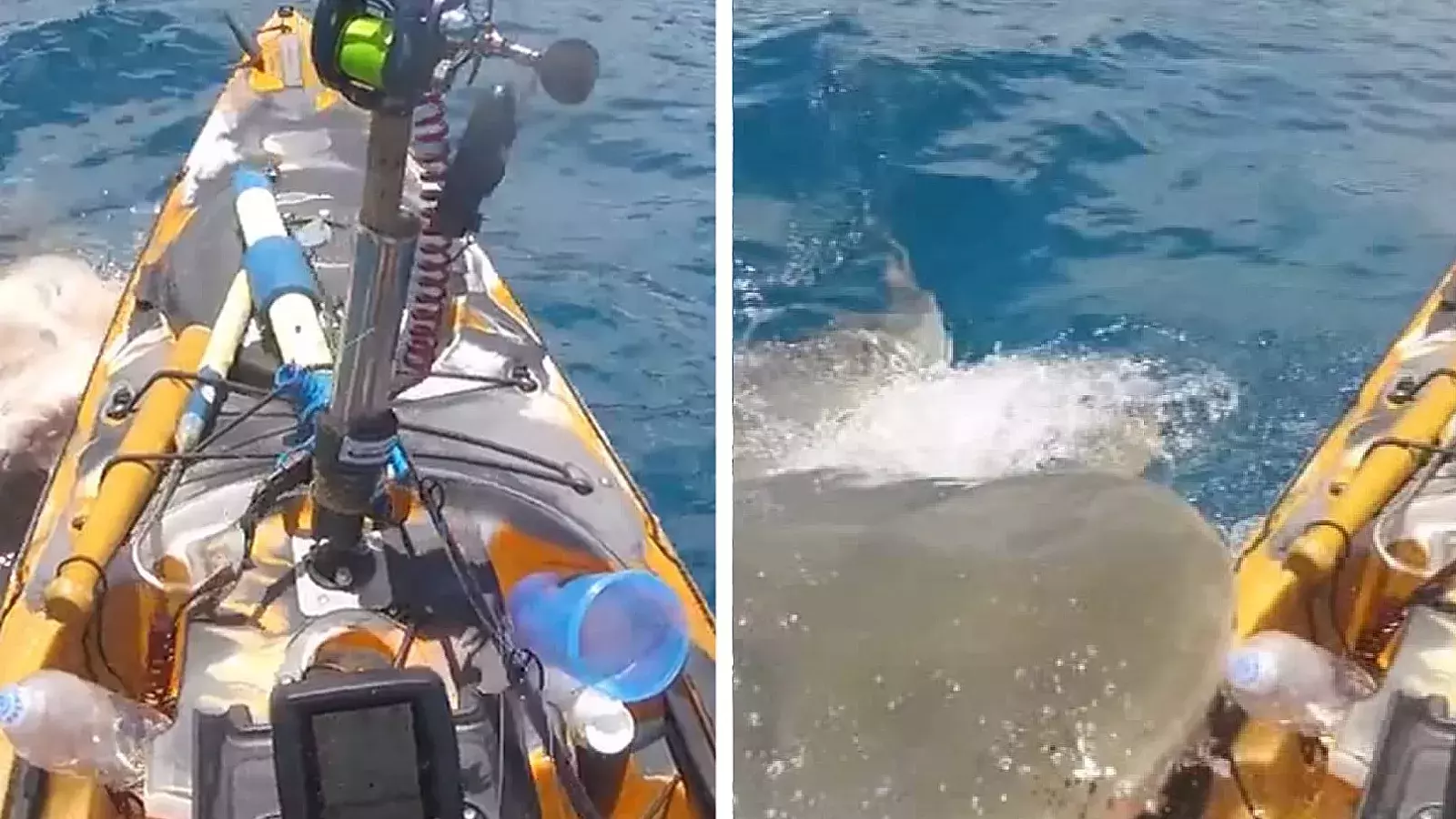 VIDEO: ¡Momento de terror! Un enorme tiburón se lanza sobre el kayak donde pescaba un hombre