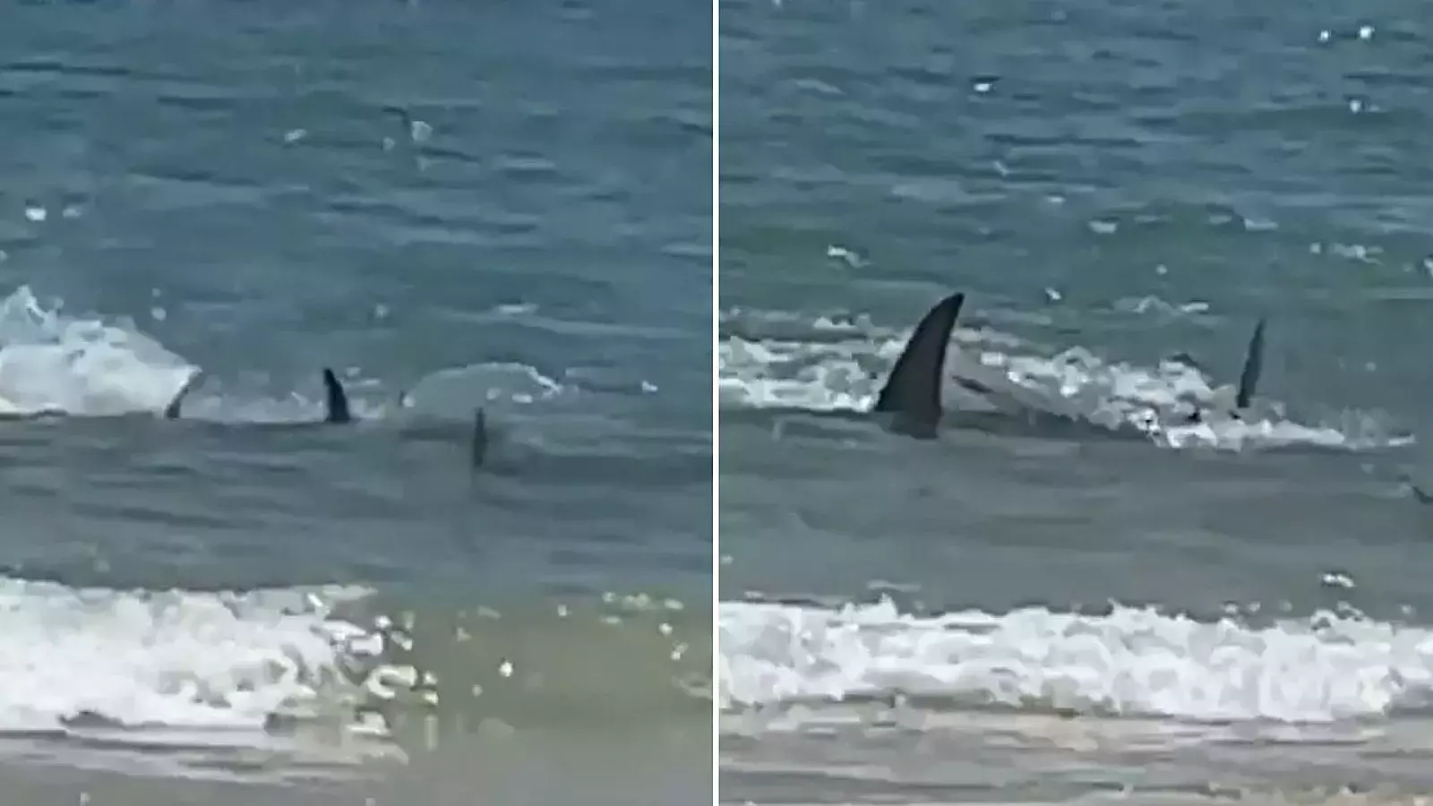VIDEO: Enorme tiburón es visto cazando cerca de la costa en Florida