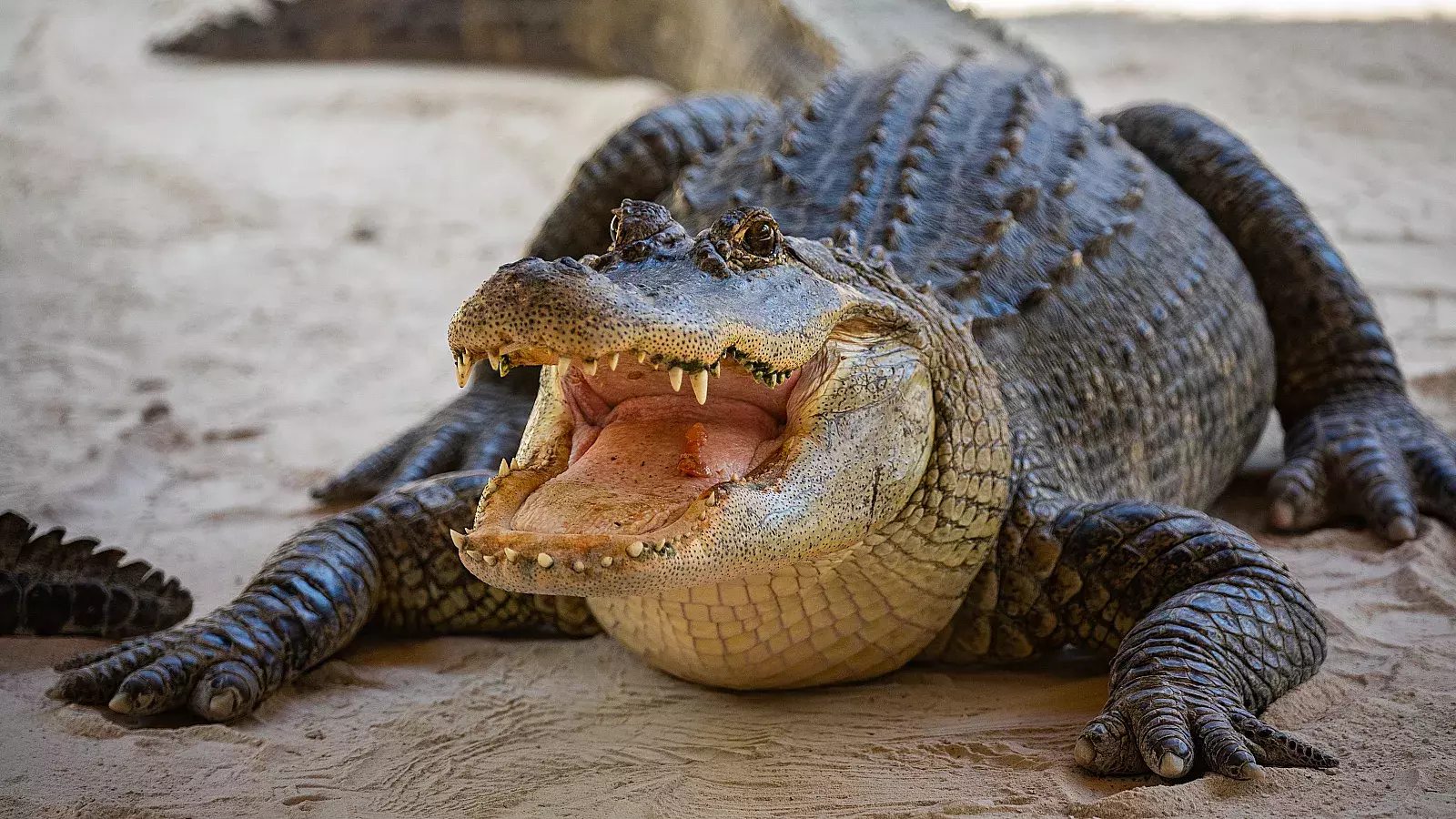 VIDEO: Enorme caimán ataca a cazadores en Florida