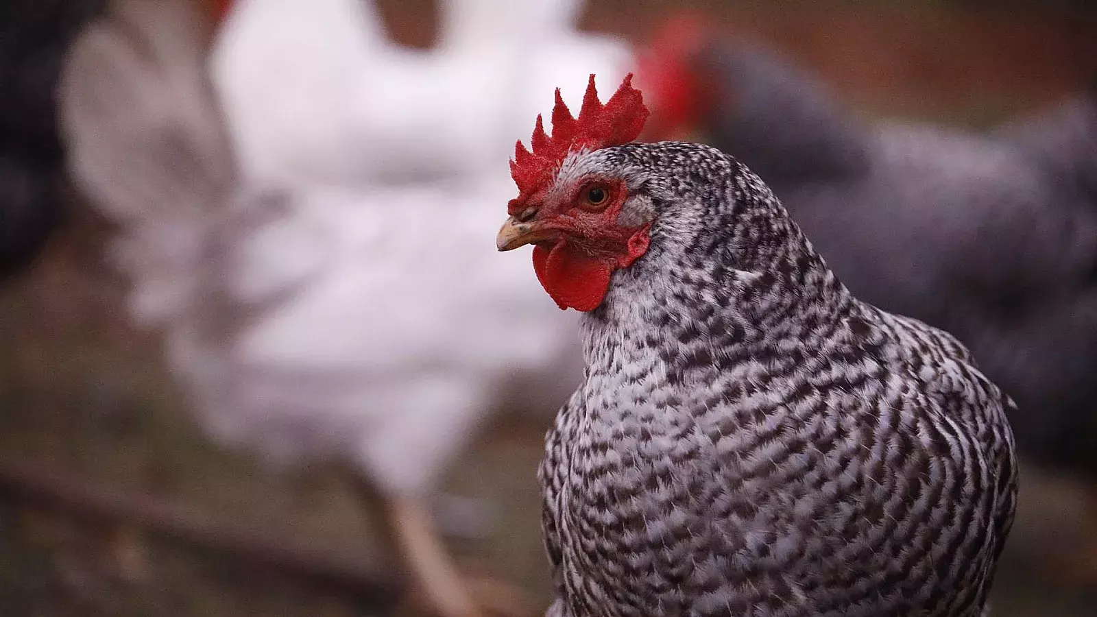 Espeluznante caso: Violan y matan a 15 gallinas en una finca privada de España