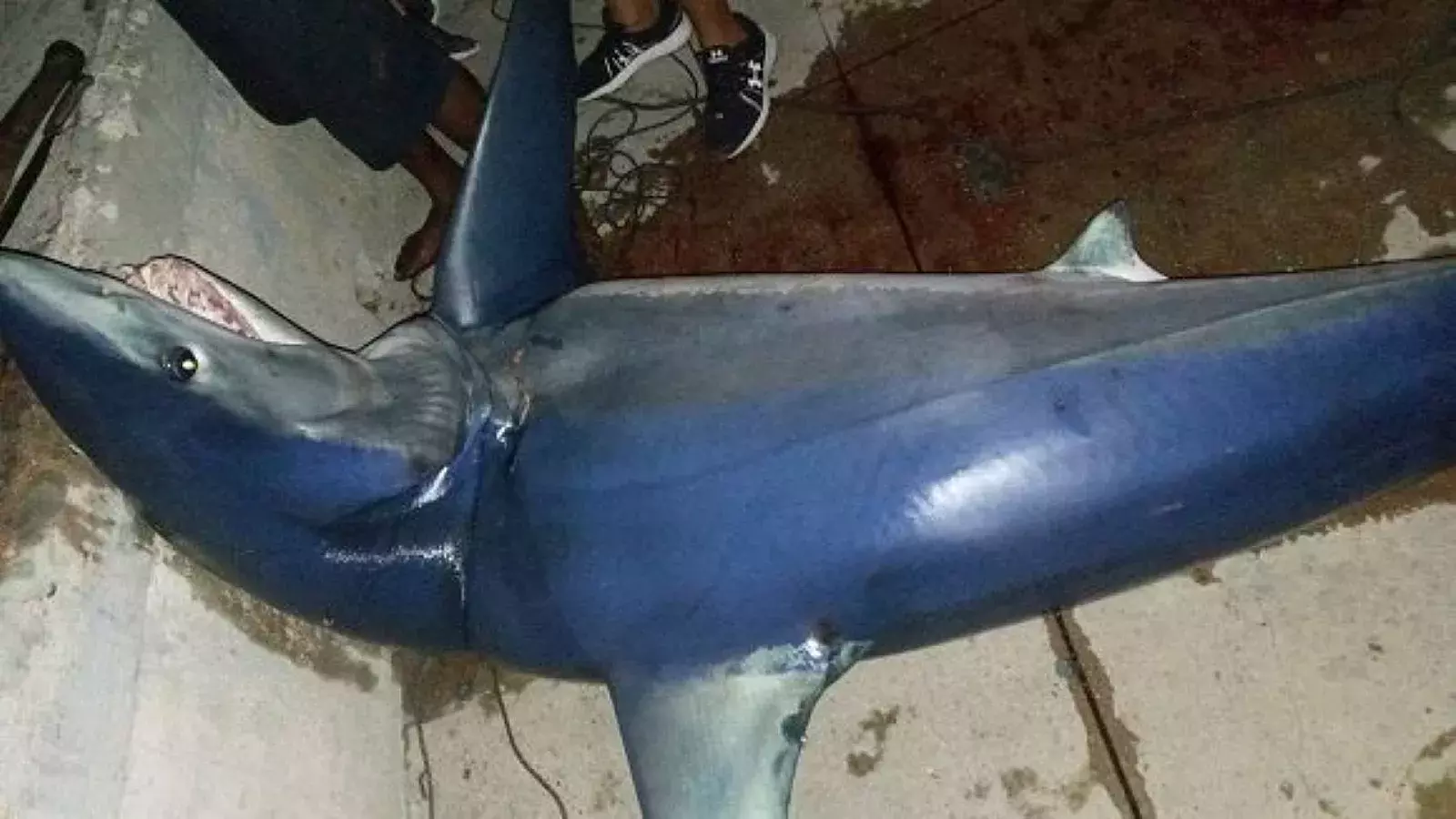 Atrapan a tiburón azul en malecón de La Habana