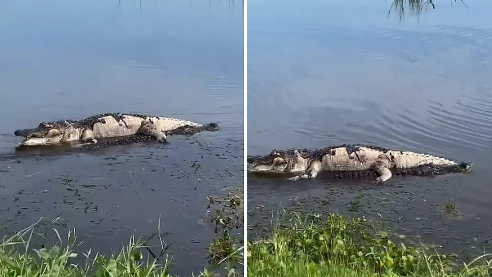 VIDEO: Cocodrilo muerto es arrastrado por otro más grande en lago de Florida