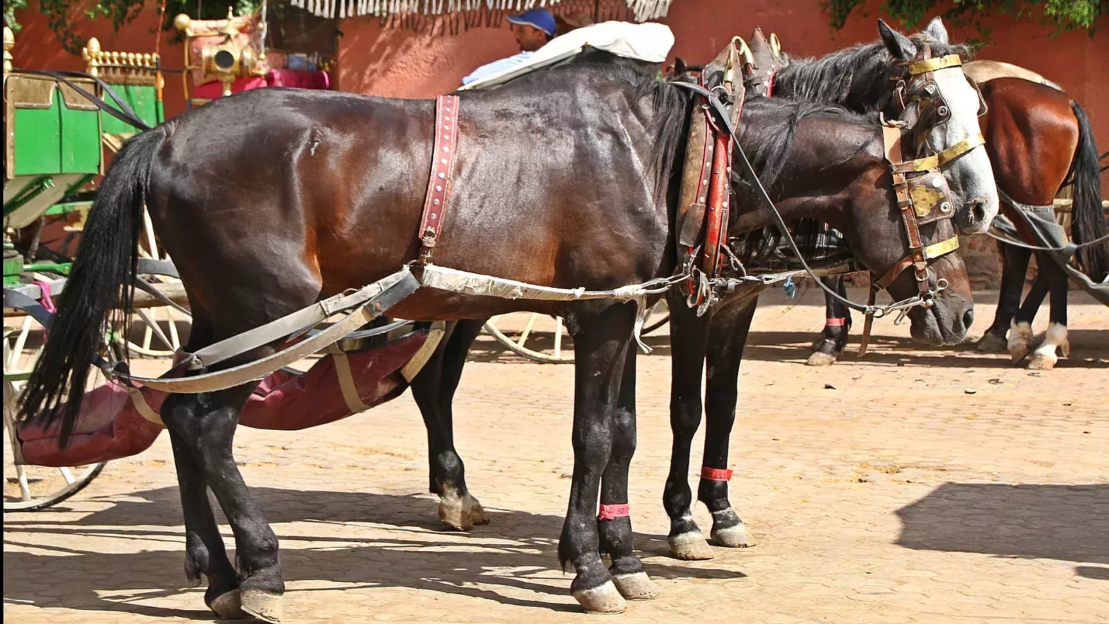 Denuncian maltratos a los caballos en Cuba