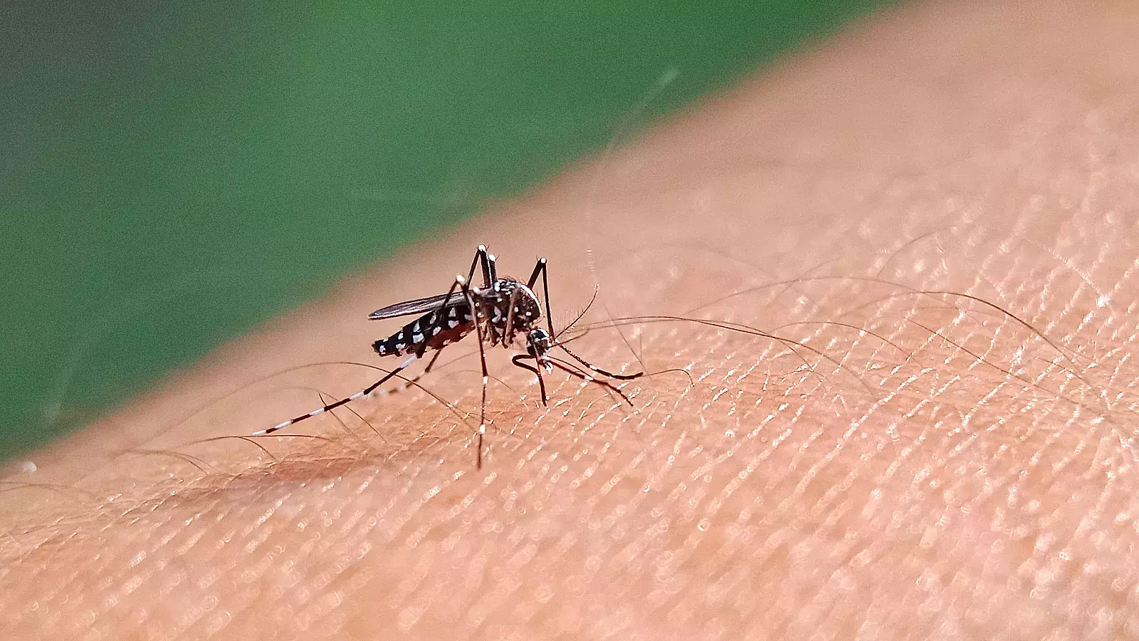 Aumentan casos de dengue en la Florida
