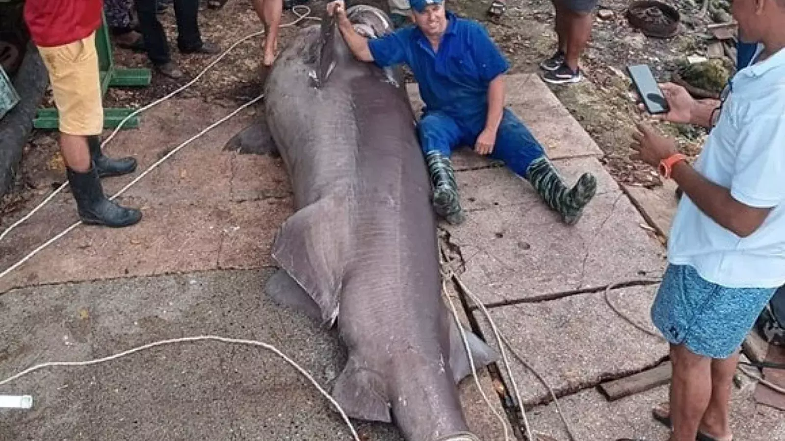 Tiburón atrapado en Matanzas