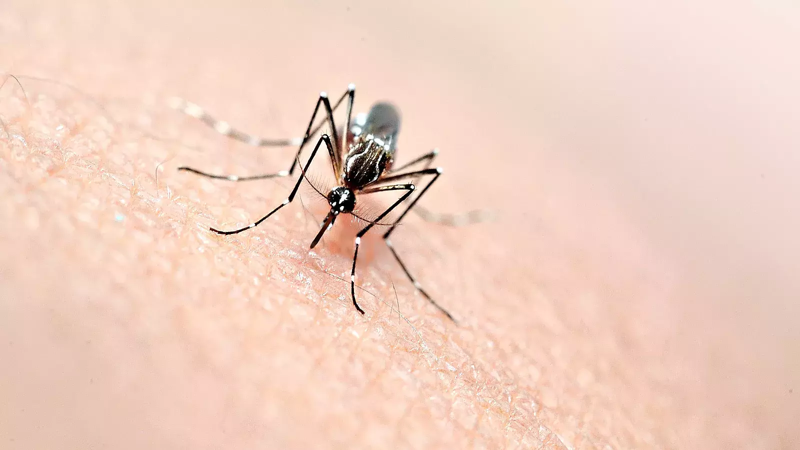 Aumentan los casos de dengue en Florida