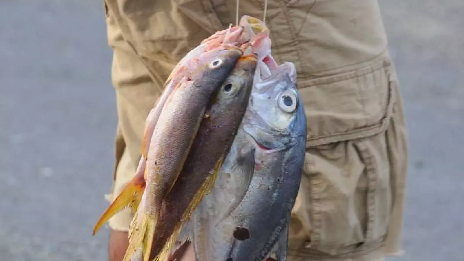 Venta de pescados en Cuba