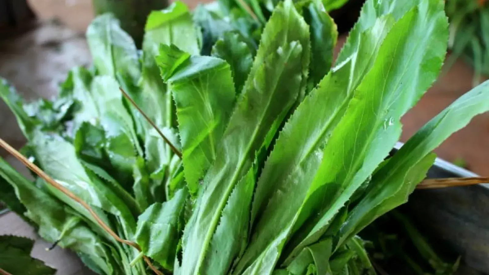 Cilantro en Cuba