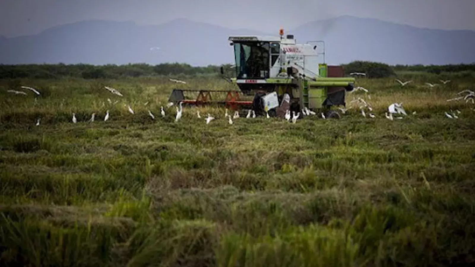 Cultivo de arroz en Cuba