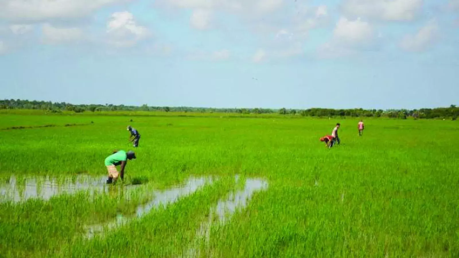 Cultivo de arroz en Cuba