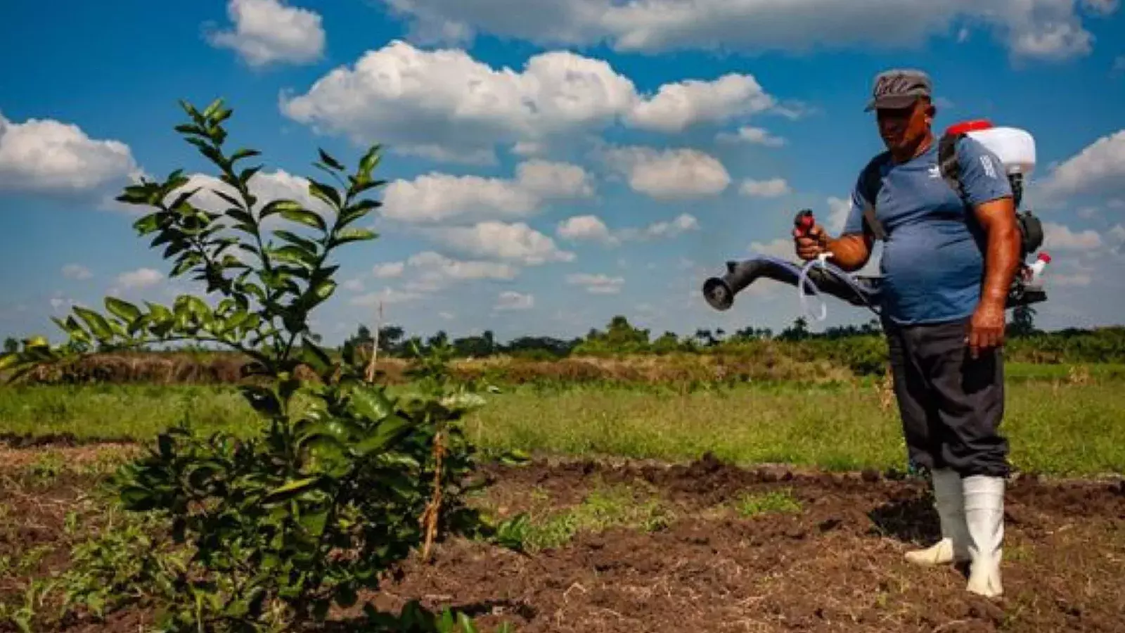 Naciones Unidas dona millones de dólares al régimen para la restauración productiva de tierras con marabú