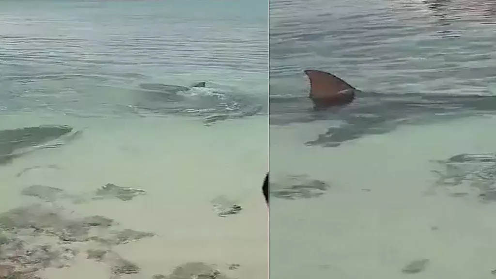 Espectacular encuentro de bañistas con grandes tiburones en playa cubana