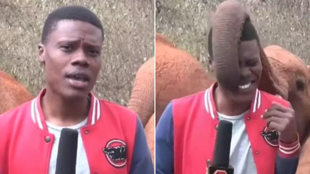 VIDEO: Elefante bebé hace cosquillas a periodista en plena transmisión en vivo
