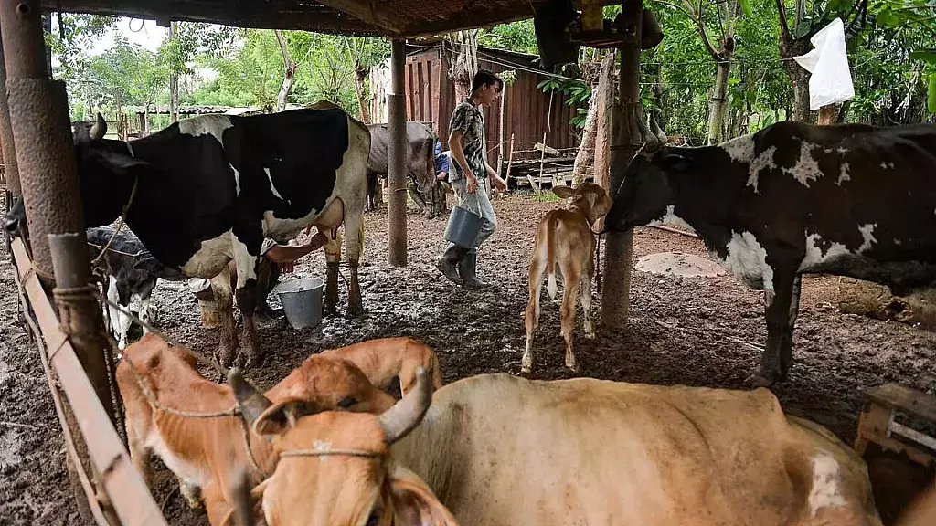 Crisis de leche en Cuba