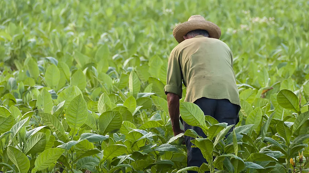 La agricultura cubana va en picada desde hace décadas