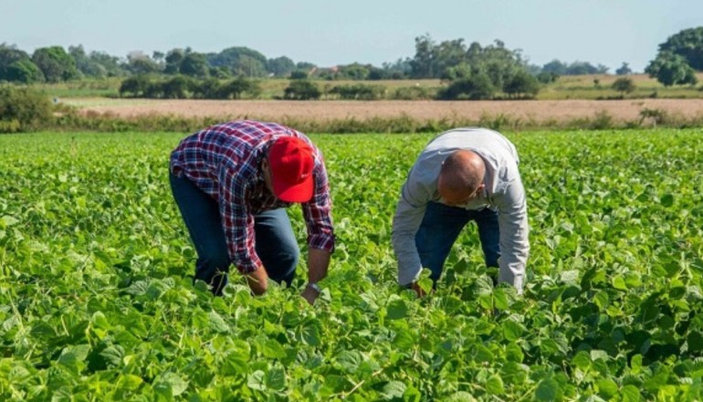 Este miércoles Capote publicó otro tuit exigiendo que los campesinos cobren al momento de la venta a cualquier organismo, empresa estatal o Acopio