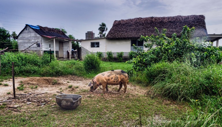 Imagen del campo cubano