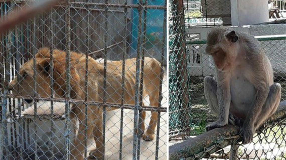 Animales en Zoo cubano están desnutridos