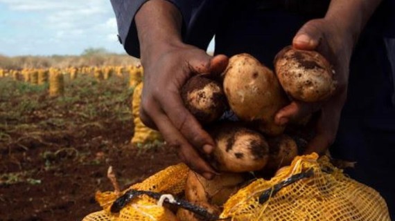 Cuba incumple en 27 mil papas su plan de 2022. Foto: Granma Cuba incumple en 27 mil papas su plan de 2022. Foto: Granma