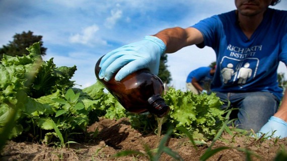 Hombre regando lechugas con orina. Foto: Tomada del 5 de Septiembre Hombre regando lechugas con orina. Foto: Tomada del 5 de Septiembre