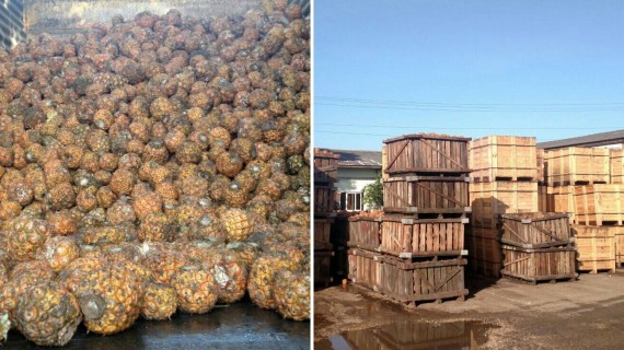 Se desperdicia gran cantidad de piña en Ciego de Ávila. Foto: Facebook/José Alemán Mesa Se desperdicia gran cantidad de piña en Ciego de Ávila. Foto: Facebook/José Alemán Mesa