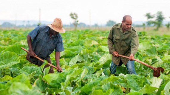 Agricultores cubanos Agricultores cubanos