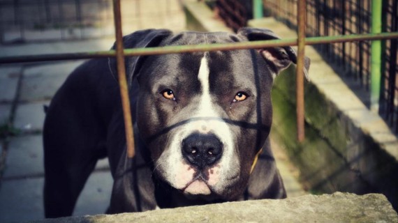 Perro pitbull. Foto: Pixabay Perro pitbull. Foto: Pixabay