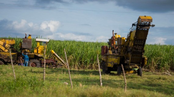 Cosecha de caña de azúcar en Cuba. Cosecha de caña de azúcar en Cuba.