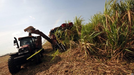 Cosecha de caña en Cuba. Foto: FAO Cosecha de caña en Cuba. Foto: FAO