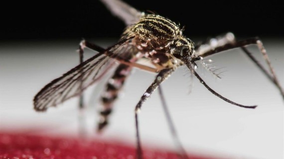Alerta en Cuba por focos de mosquito y dengue Alerta en Cuba por focos de mosquito y dengue