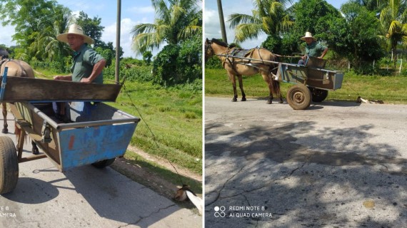 Denuncian maltrato de perro hasta su muerte. Foto: Facebook/Dennis Valdés Denuncian maltrato de perro hasta su muerte. Foto: Facebook/Dennis Valdés