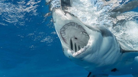Tiburón mata a dos mujeres en el Mar Rojo Tiburón mata a dos mujeres en el Mar Rojo