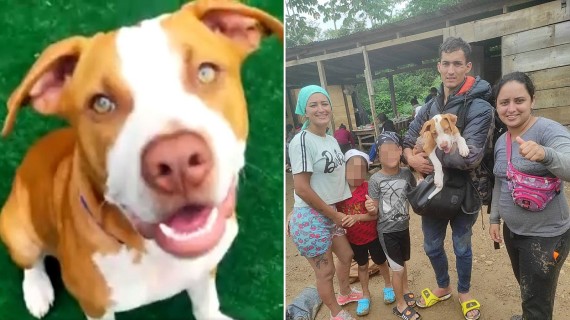 Max, el perro migrante que atravesó 10 países con su familia hasta llegar a EEUU Max, el perro migrante que atravesó 10 países con su familia hasta llegar a EEUU