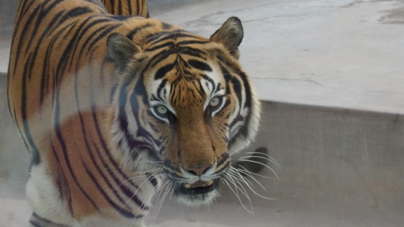 Tigre, imagen de archivo. Foto: Thomas Flores Tigre, imagen de archivo. Foto: Thomas Flores