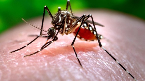 ¿PARAÍSO SOCIALISTA? El dengue invade todas las provincias de Cuba y el gobierno evade dar cifra de muertes ¿PARAÍSO SOCIALISTA? El dengue invade todas las provincias de Cuba y el gobierno evade dar cifra de muertes