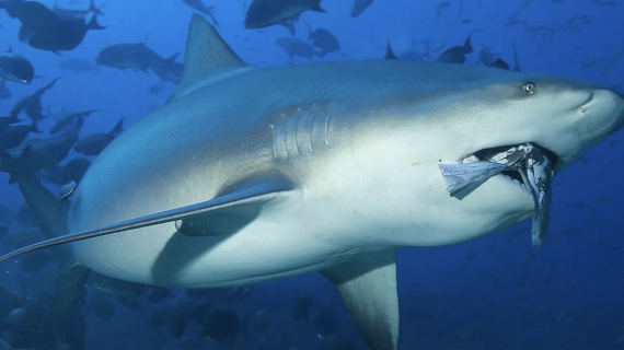 Tiburón ataca y mata a una mujer de Pensilvania mientras buceaba en Bahamas