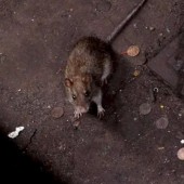 Ratas en la calle