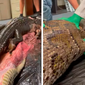 IMPACTANTE: Sacan caimán de 5 pies del estómago de una enorme serpiente en Florida (Video)