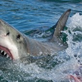 VIDEO: Niño de 12 años captura tiburón blanco de 700 libras en Florida 