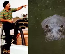 Pablo Escobar e hipopótamo