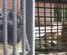 Denuncian pésimas condiciones en zoológicos cubanos