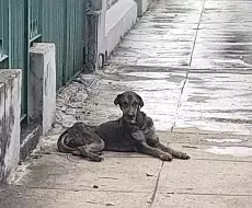 Perrita abandonada por cubanos migrantes