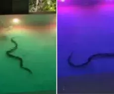 VIDEO: Enorme serpiente es vista nadando en piscina de hotel en Tailandia