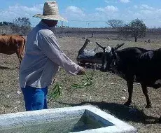 Campesinos cubanos denuncian aumento de hurto de ganado mayor