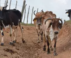 Aumentó en 2022 el índice de mortalidad en bovinos y terneros, debido a procesos de desnutrición